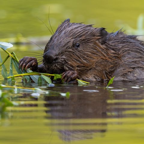 Biber im Wasser greift Zweige