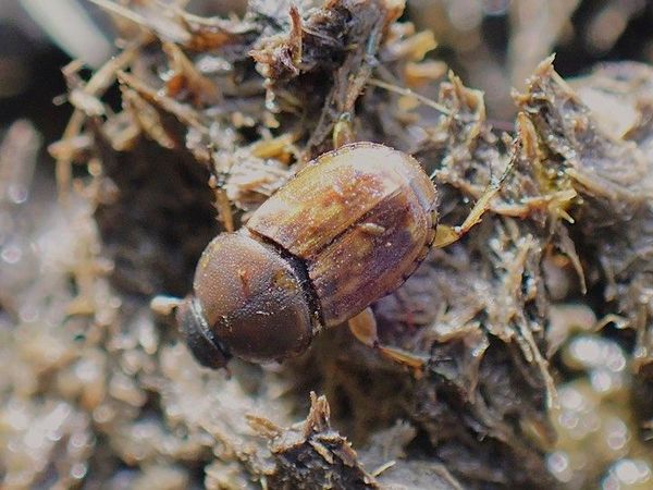 Brauner Dungkäfer auf Dung