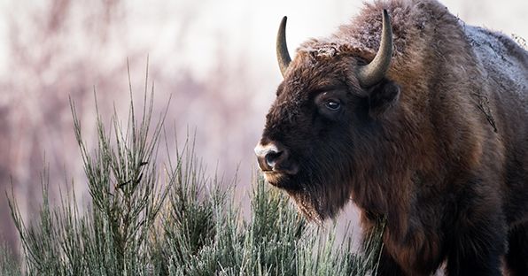 Willkommen bei der Heinz Sielmann Stiftung | Vielfalt ist unsere Natur