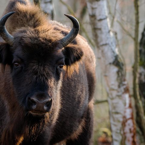 Wisentbulle steht in einem herbstlichen Birkenwäldchen