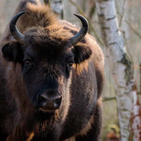 Wisentbulle steht in einem herbstlichen Birkenwäldchen