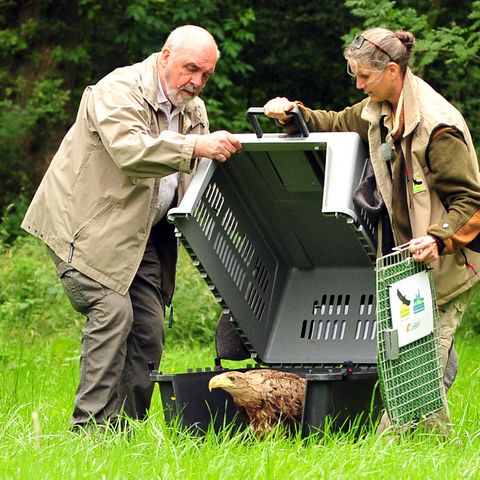 Wildvogel verlässt Behälter, den ein Mann und eine Frau offen halten