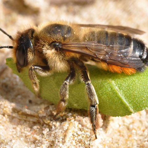 Bunte Blattschneiderbiene beim Zerkleinern eines Blatts