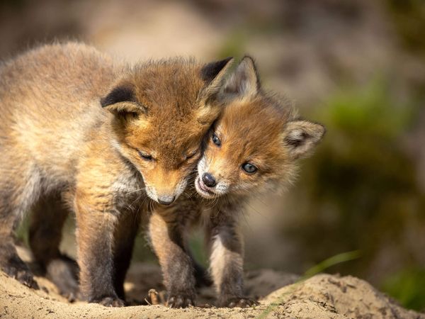 Junge Rotfüchse in Sielmanns Naturlandschaft Döberitzer Heide