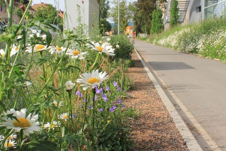 Naturnah bepflanztes Staudenbeet an einer Straße