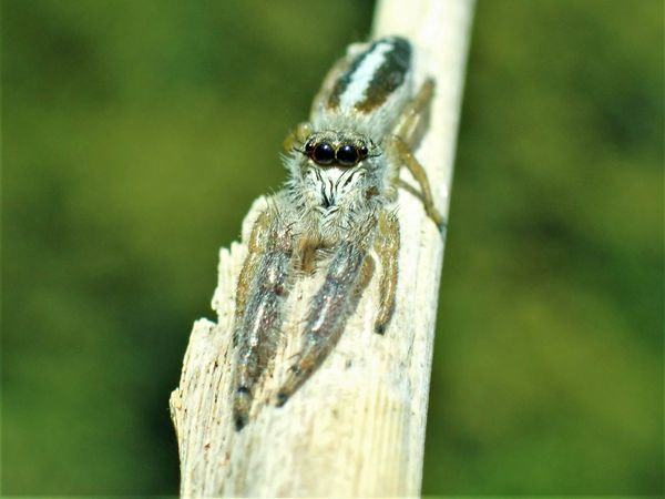 Schilf-Streckspringer Springspinne