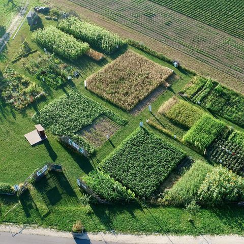 Drohnenaufnahme vom Überlinger Weltacker