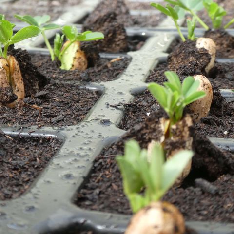 Keimlinge in Erde bekommen grüne Spitzen