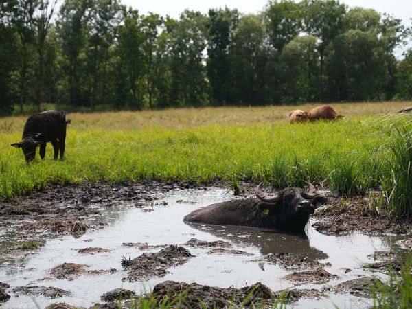 Wasserbüffel in einem Moorloch bei Massing