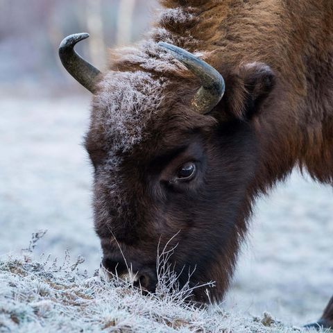 Wisent weidet in mit Frost überzogender Winterlandschaft