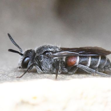 Ein Weibchen der Stumpfen Zweizahnbiene (Dioxys cincta) im Schatten einer Mauerfuge an der Scheune bei Ketzin/Havel.