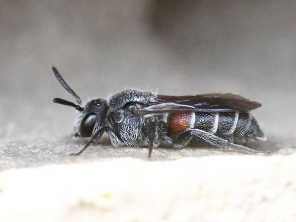 Ein Weibchen der Stumpfen Zweizahnbiene (Dioxys cincta) im Schatten einer Mauerfuge an der Scheune bei Ketzin/Havel.