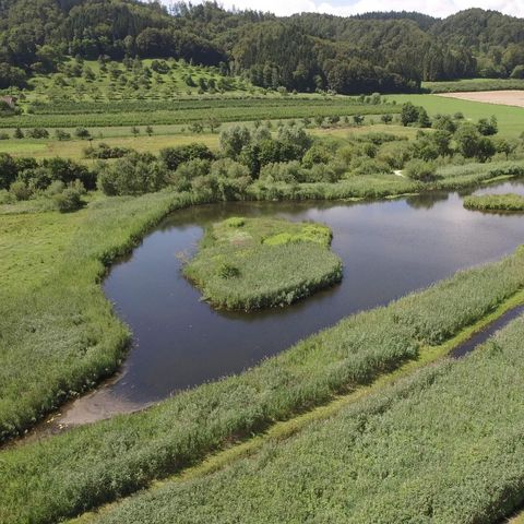 Weiher, der nach Heinz Sielmann benannt wurde, umrandet von grüner Landschaft