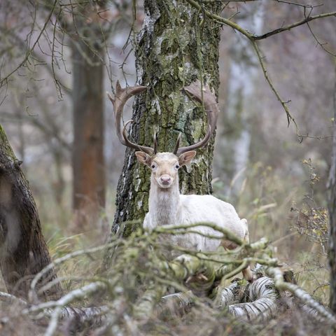 Damhirsch in der Döberitzer Heide