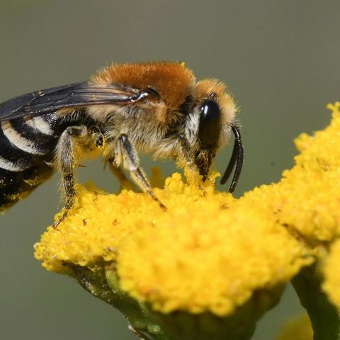 Seidenbiene auf gelber Blühte