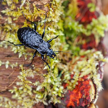 Schwarzer Käfer auf bemoostem Stamm
