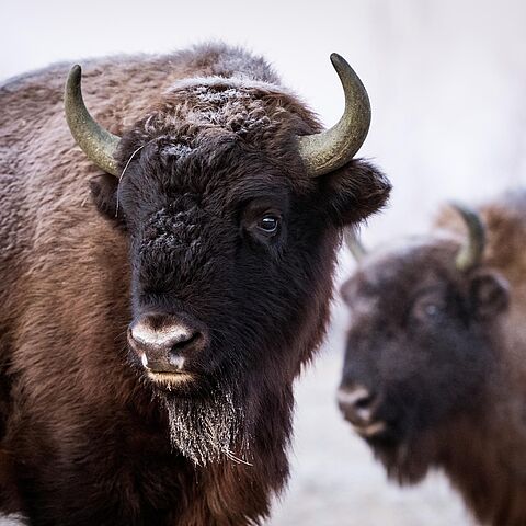 Wisente mit Schnee im Fell im winterlichen Nebel