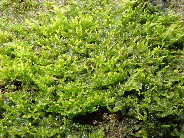 Die Blauende Igelhaube (Metzgeria violacea) wurde zum ersten Mal in Brandenburg nachgewiesen. Foto: Dr. Jörg Müller