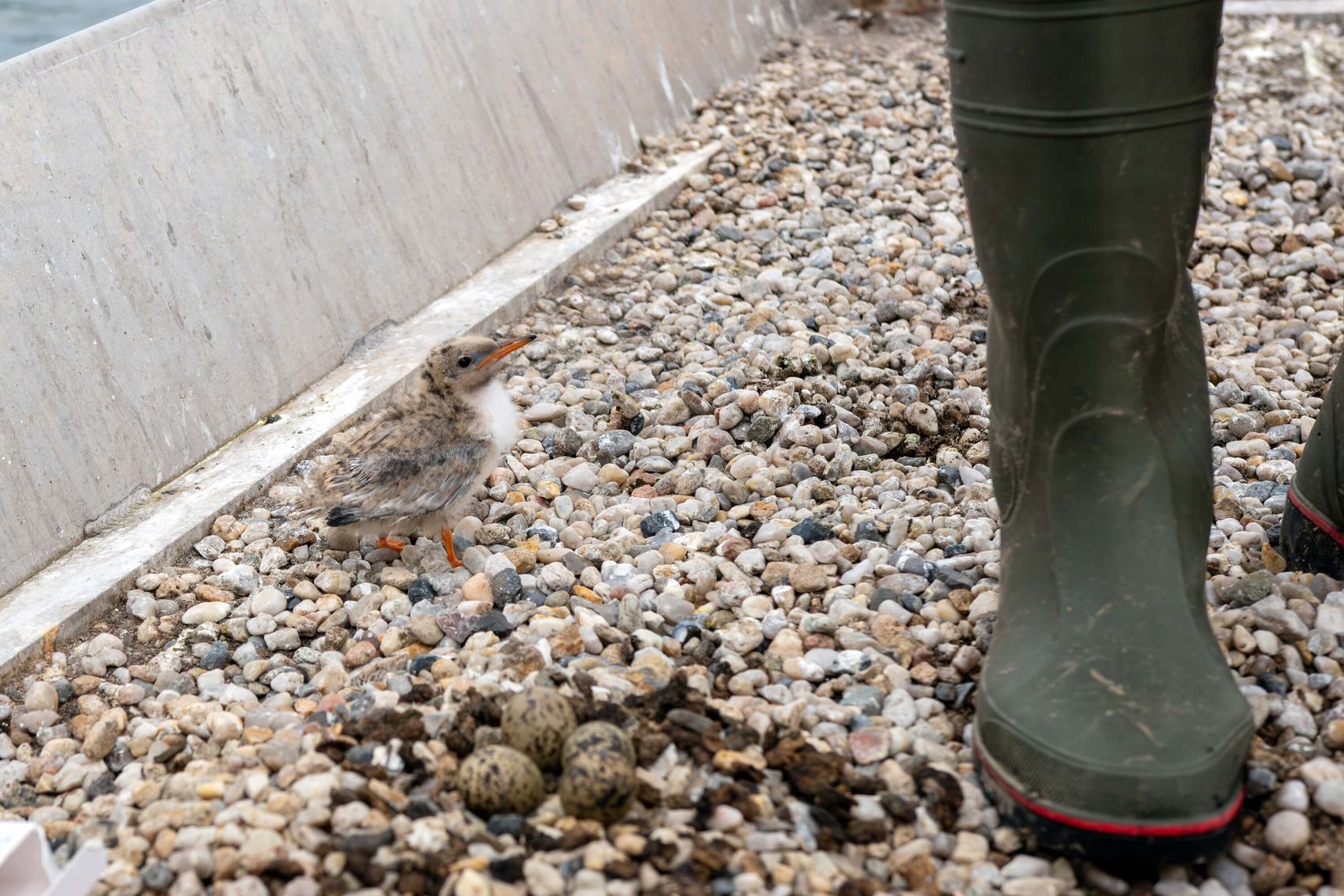 {nbase:fileProperty(propertyName: 'alternative', falId: {item})}