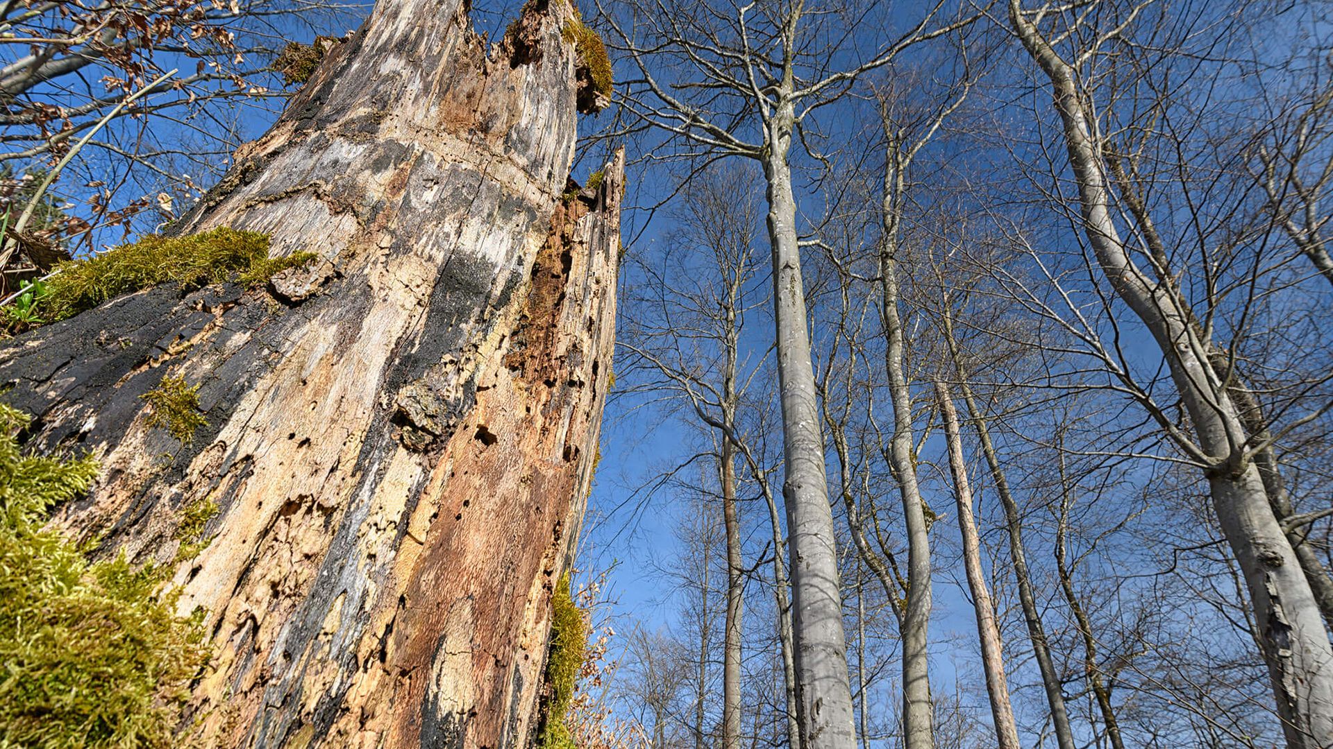 Totholz-Baumstumpf mit Moos in Buchenwald