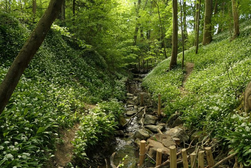 Kleiner Bachlauf mit Steinen und ringsherum Bäume und Sträucher 