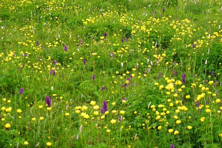 Blumenwiese mit gelben Trollblumen, lila Orchideen und Knöterich