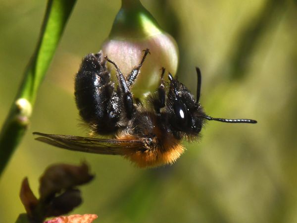 Eine Heidelbeer-Sandbiene sammelt Pollen und Nektar an Heidelbeerblüten im Wald.