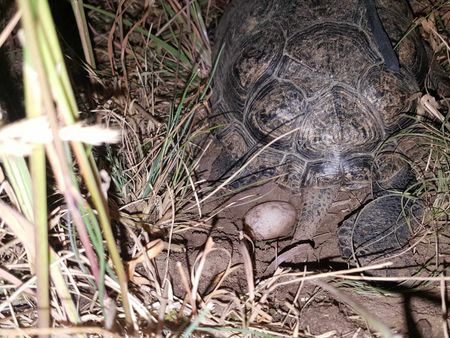 Sumpfschildkröte von hinten legt ein Ei in in die Erde ab