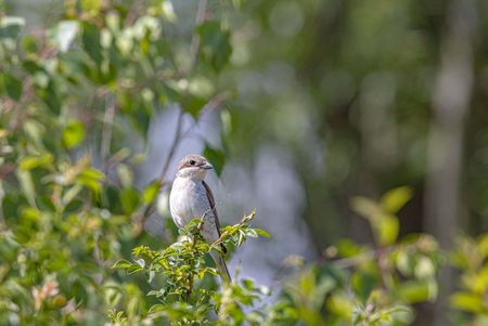 Neuntöter Vogel sitzt auf einem Zweig