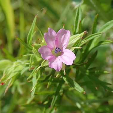 Draufsicht auf die rosafarbene Blüte des Schlitzblättrigen Storchschnabels.