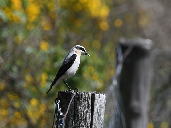 Ein Steinschmätzer sitzt auf einem Zaunpfahl in der Döberitzer Heide.