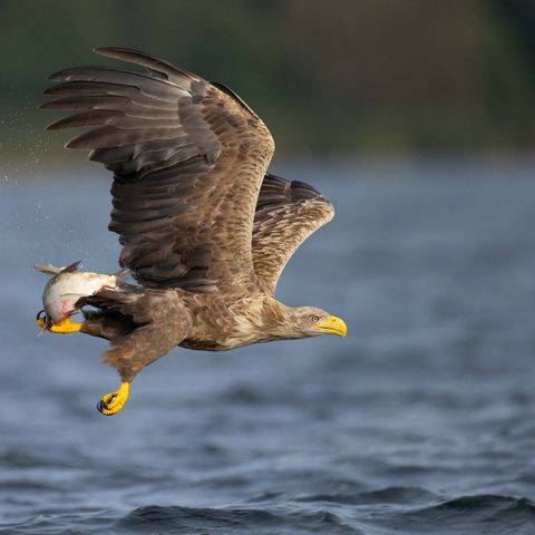 Seeadler fliegt mit Beute über Wasser