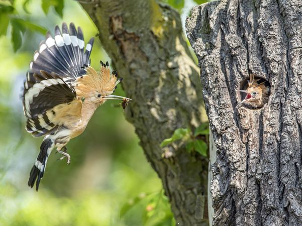 Wiedehopf fliegt natürliche Bruthöhle an, in dem ein Junges sitzt.