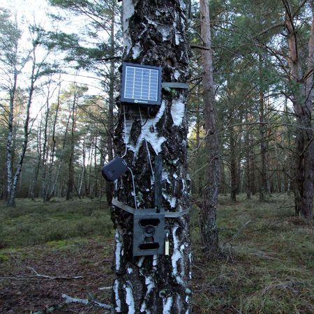 Wildtierkamera an einem Baum