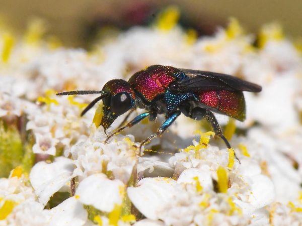 Ein geflügeltes Insekt nimmt Nahrung von einer Blüte auf.