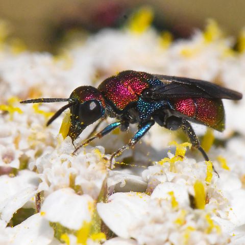 Ein geflügeltes Insekt nimmt Nahrung von einer Blüte auf.