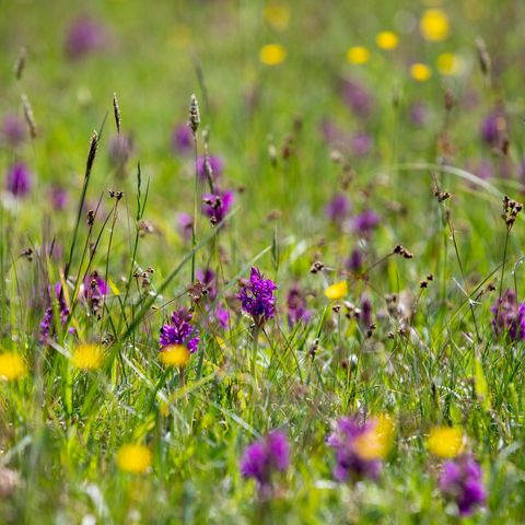 lila farbene Orchideen auf einer Wiese
