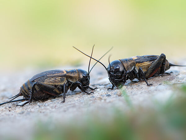 Zwei Feldgrillen beim Balzen