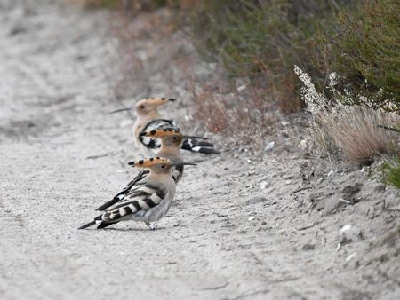 Wiedehopfe auf dem sandigen Boden in der Kyritz-Ruppiner Heide