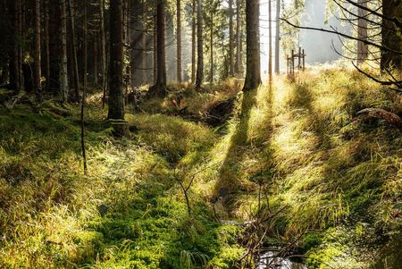 Moor im Thüringer Wald