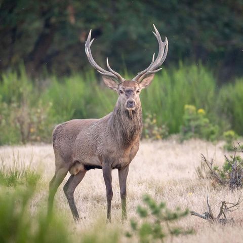 Rothirsch in der Döberitzer Heide