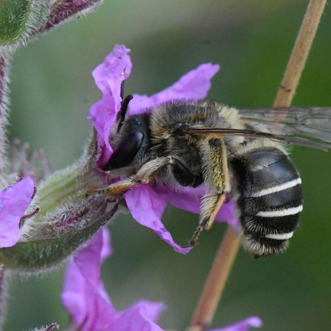 Biene auf lila Blüte