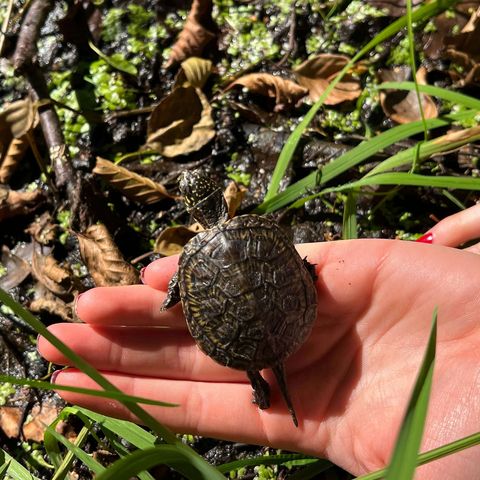 Sumpfschildkröte sitzt auf einer Hand