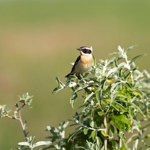 Braunkehlchen 