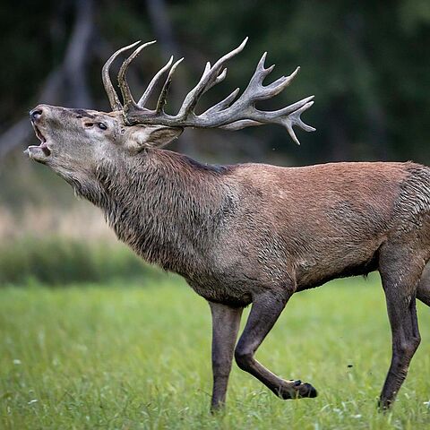 Röhrender Rothirsch in Sielmanns Naturlandschaft Döberitzer Heide