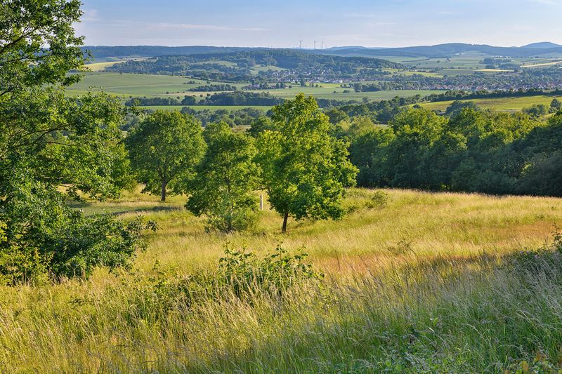 Bäume und weiter Ausblick auf das Grüne Band in Ecklingerode