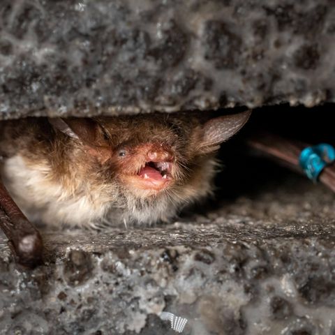 Fransenfledermaus in einer Spalte im steinigen Gemäuer eines Bunkers