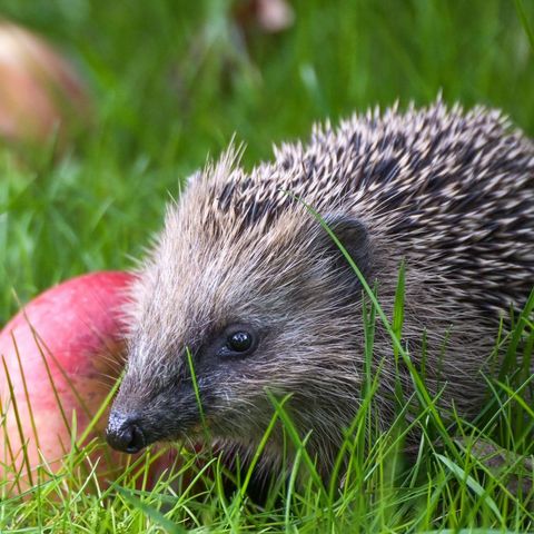 Igel auf Wiese mit Äpfeln