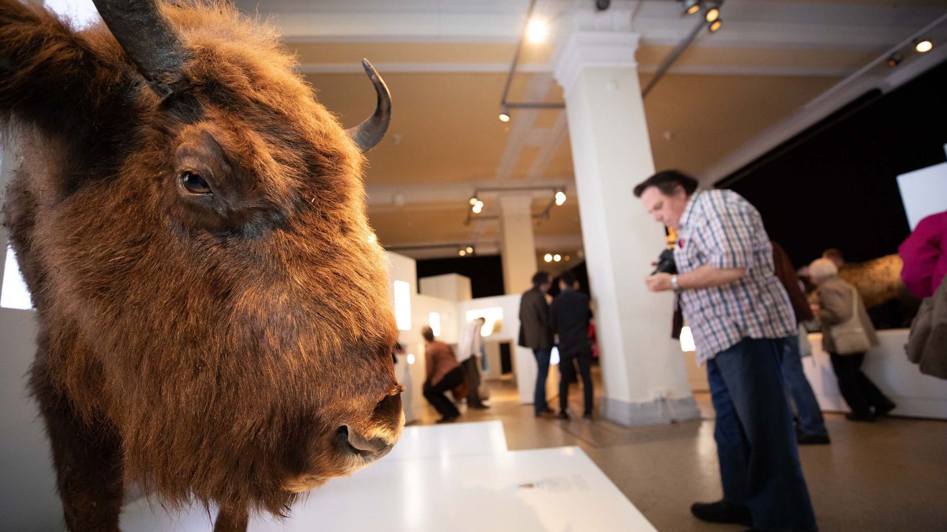 Wisent-Präparat in der Ausstellung SIELMANN!