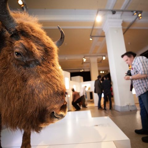 Wisent-Präparat in der Ausstellung SIELMANN!